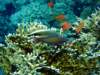 dsc02803_small.jpg