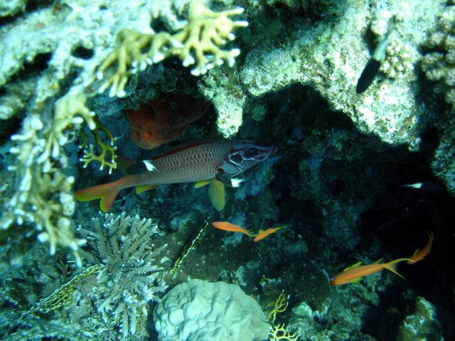 dsc02806.jpg
