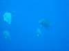 dsc02811_small.jpg