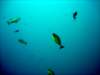 dsc02813_small.jpg