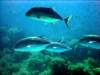 dsc02832_small.jpg
