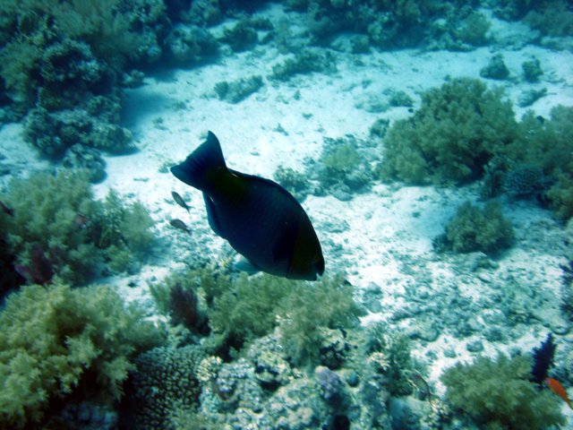 dsc02835.jpg