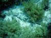 dsc02839_small.jpg