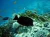 dsc02860_small.jpg