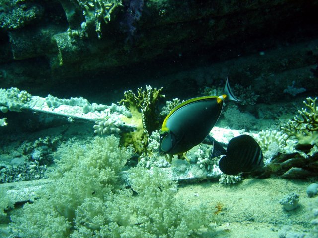 dsc02862.jpg