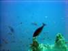 dsc02878_small.jpg