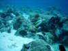 dsc02887_small.jpg