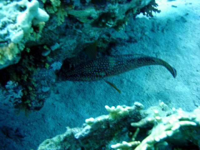 dsc02907.jpg