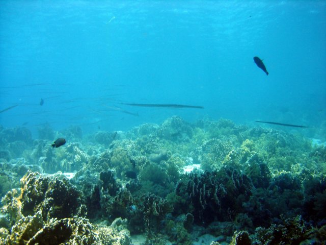 dsc02909.jpg