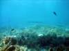 dsc02909_small.jpg