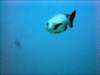 dsc02921_small.jpg