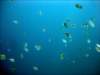 dsc02930_small.jpg