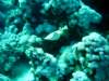 dsc02946_small.jpg