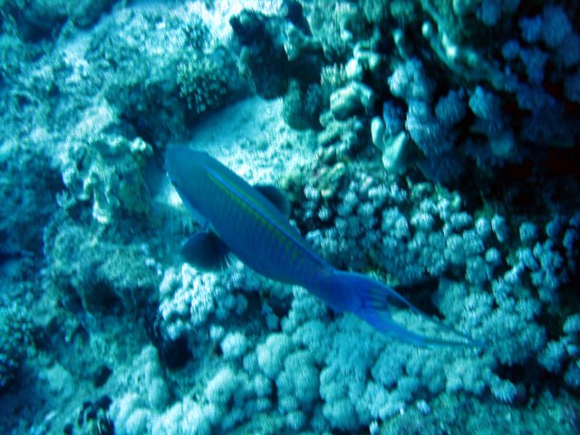 dsc02955.jpg