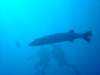dsc02960_small.jpg