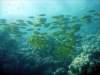 dsc02963_small.jpg
