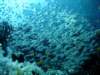 dsc02979_small.jpg
