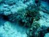 dsc02981_small.jpg