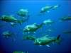 dsc02986_small.jpg