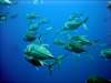 dsc02987_small.jpg