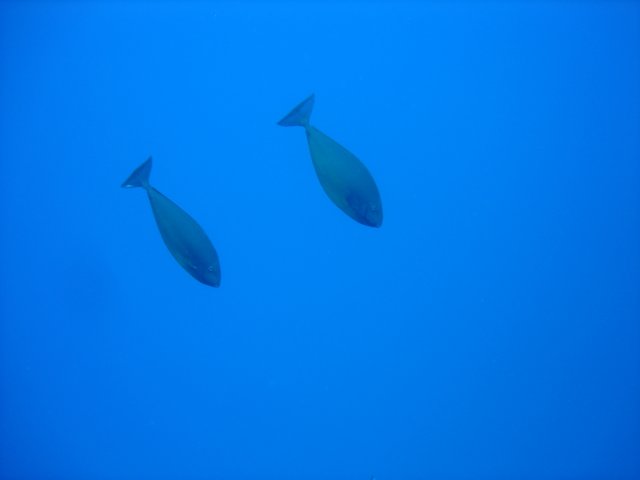 dsc02988.jpg
