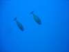 dsc02988_small.jpg