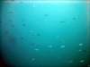 dsc03002_small.jpg