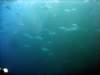 dsc03003_small.jpg