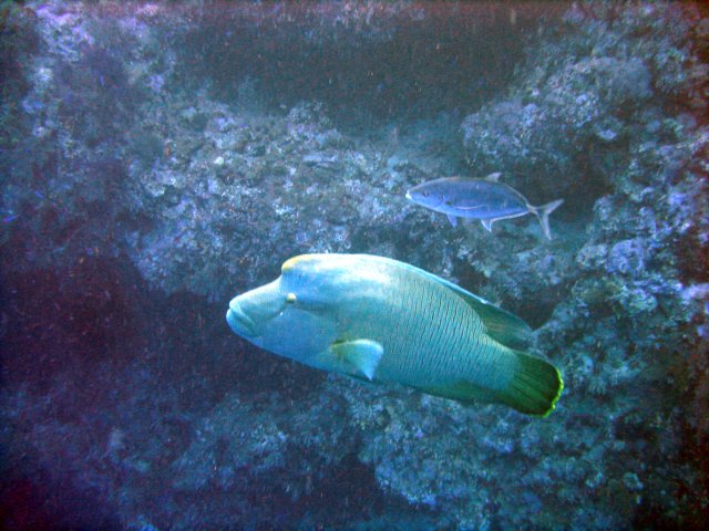 dsc03006.jpg