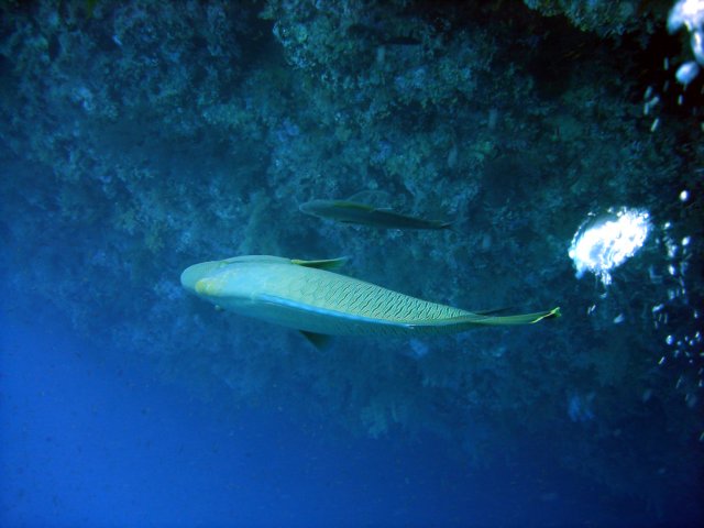 dsc03008.jpg
