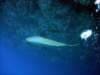 dsc03008_small.jpg
