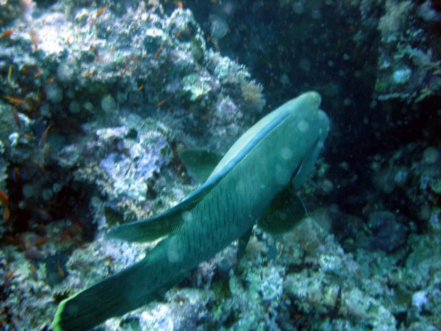 dsc03010.jpg