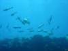 dsc03011_small.jpg