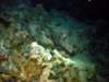 dsc03027_small.jpg