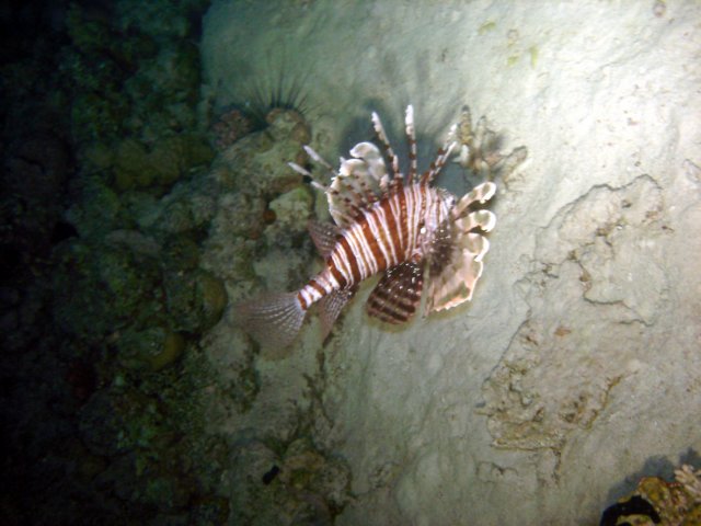 dsc03043.jpg