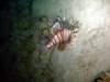dsc03043_small.jpg