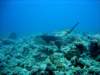 dsc03075_small.jpg