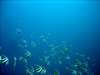 dsc03079_small.jpg