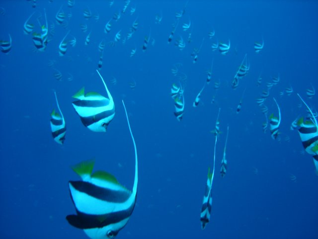 dsc03080.jpg