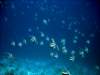 dsc03081_small.jpg