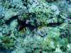 dsc03088_small.jpg