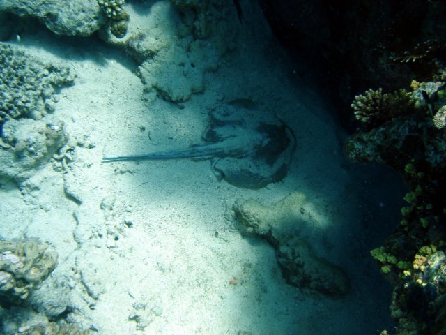 dsc03095.jpg