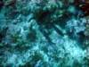 dsc03096_small.jpg