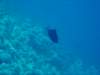 dsc03097_small.jpg