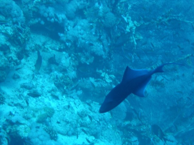 dsc03098.jpg