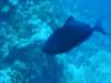 dsc03099_small.jpg