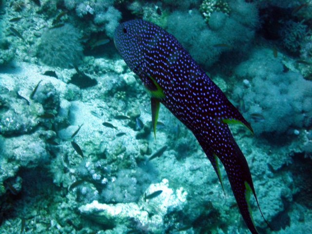 dsc03100.jpg