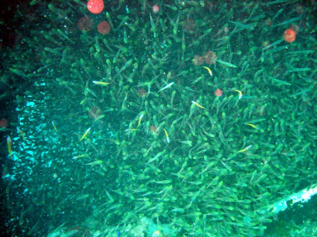 dsc03129.jpg