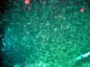 dsc03129_small.jpg