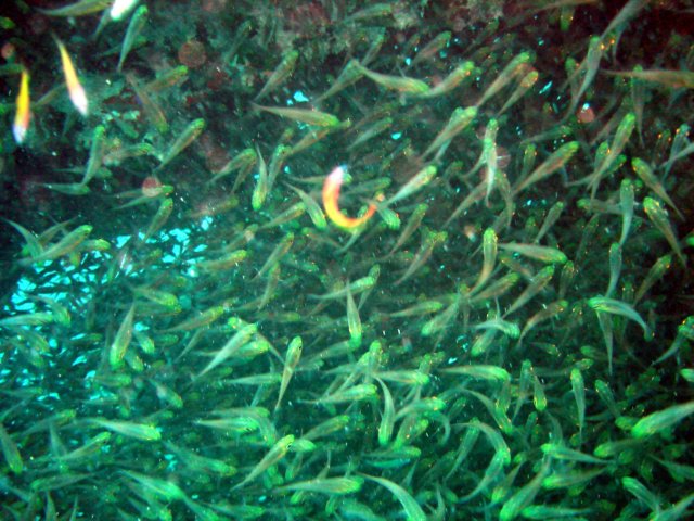 dsc03130.jpg